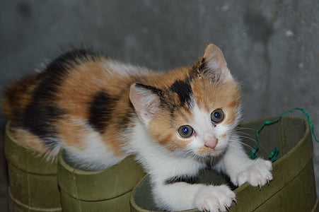 кішка, mieze, грайливий, милий кіт, взуття, котячого очі, домашні тварини
