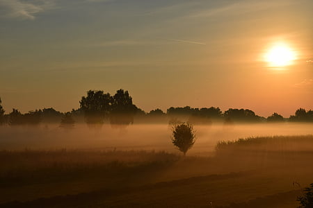 solopgang, morgendisen, tåge, solen, tåge, træer, landskab