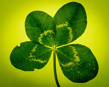 Klee, dört yapraklı yonca, Yeşil, vierblättrig, şanslı yonca, sembol, şans