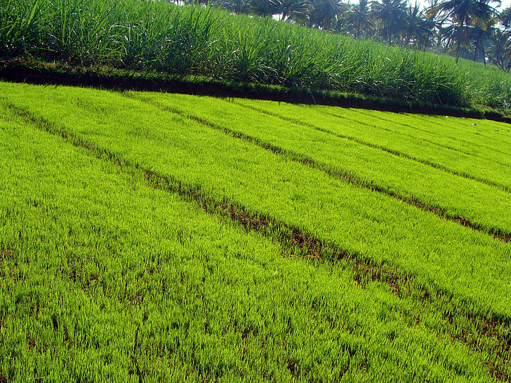 pépinière de Paddy, semis de Paddy, Agriculture, cultiver, culture, rural, Karnataka