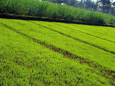 llar d'infants amb closca, plàntules d'arròs, l'agricultura, cultivar, cultiu, rural, Karnataka