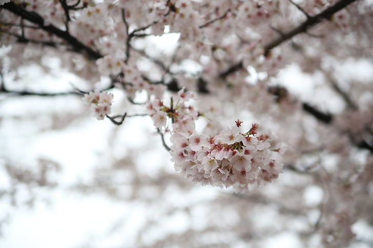 primavera, flor del cirerer, Sakura