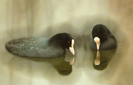 ptice, coots, ptica, narave