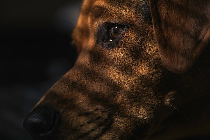 dog, waiting, shadows, canine, pet, one animal, close-up