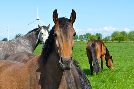 horses, pasture, horse head, brown, graze, paddock, coupling