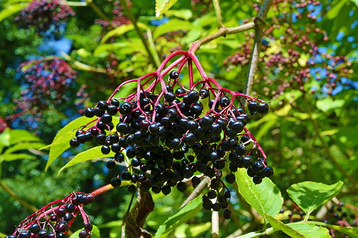 ผู้สูงอายุ, elderberries, พวงไข่มุก nigra, เอลเดอร์เบอร์รี่สีดำ, ผู้ถือ, ตะโกนเรียก, เบอร์ม่วง