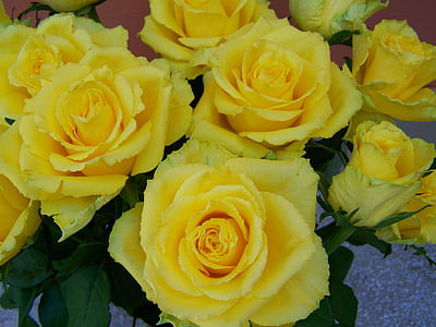 Rózsa csokor, Sárga Rózsa, vágott virágok, csokor, Rose - virág, természet, virág