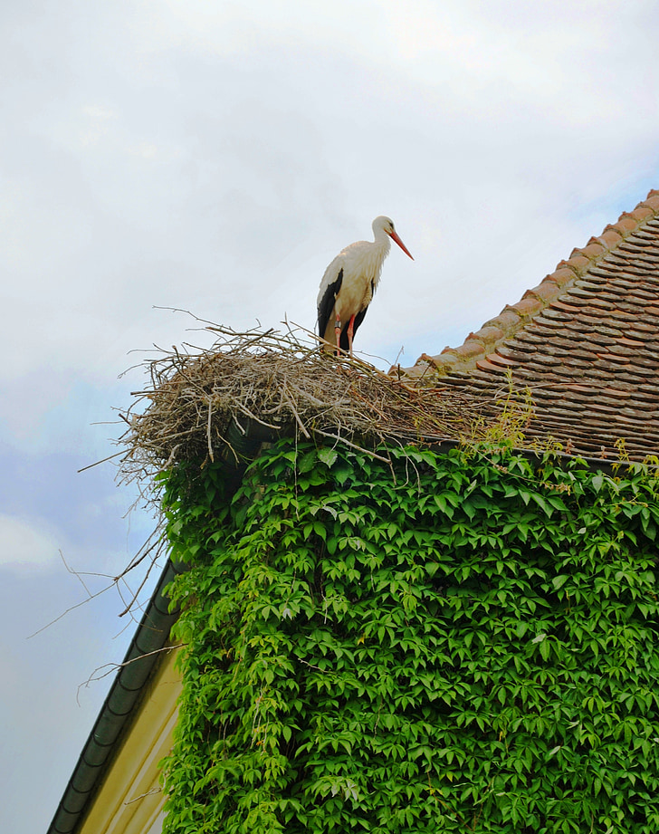 atap, Ivy, burung di atap, sarang, Crane, burung, terbang