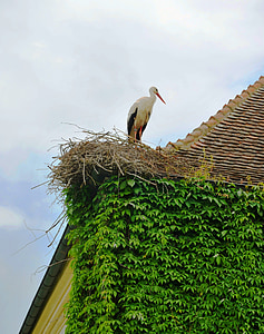 roof, ivy, bird on roof, nest, crane, bird, fly