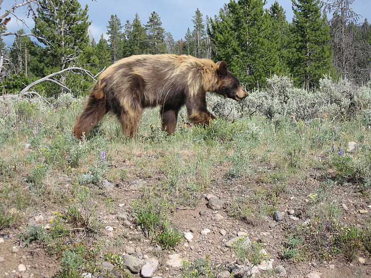 Yellowstone, Národní, parku, Wyoming, Spojené státy americké, zvíře, medvěd