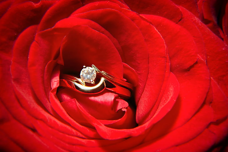 Crveni, ruža, cvijet, vjenčanje, prsten, slika, koncepti