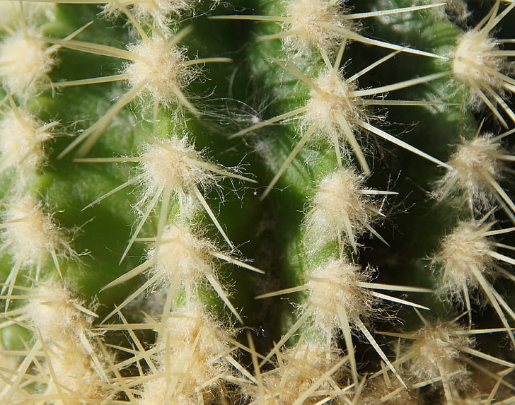 Cactus, STING, öken, grön, vit, naturen, fönsterbrädan