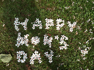 Festa della mamma, fiori di Tung, maggio