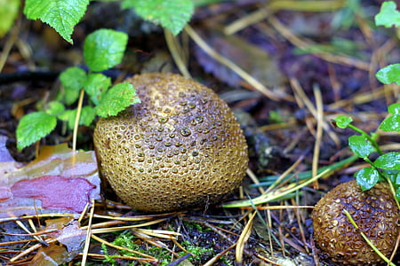 fuzz-ball, mushroom, forest, fleece, nature, moss, green