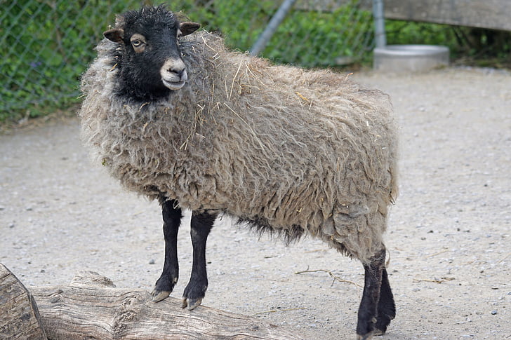 quessantschaf, lambad, kääbus lambad, Breton, väike, hochbeinig, eluslooduse fotograafia