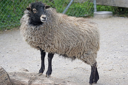 quessantschaf, ovce, trpasličí ovce, bretonština, malé, hochbeinig, Fotografie