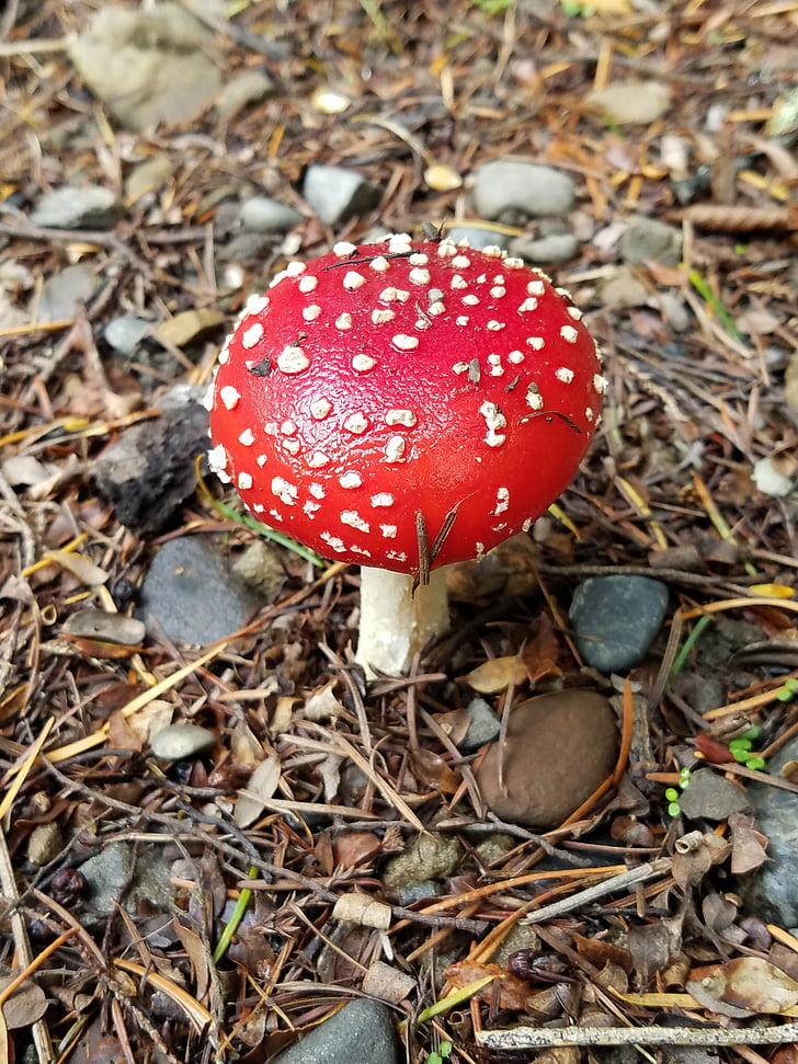 new zealand, red mushroom, red, mushroom