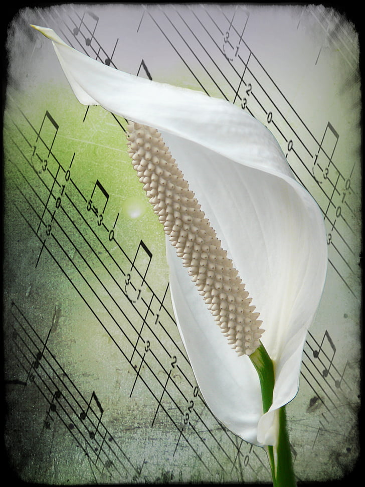 Spathiphyllum, květ, bílá, závod, filigrán, Digitální umění, kresba