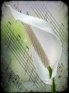 spathiphyllum, flower, white, plant, filigree, digital art, artwork