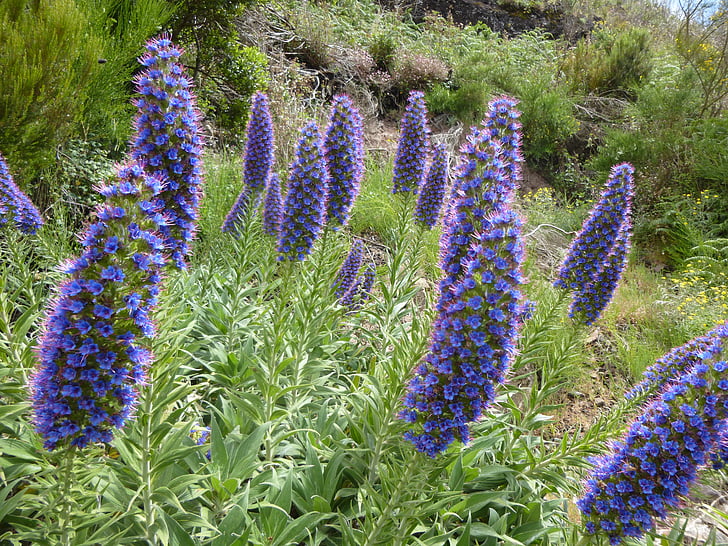 stiskanje v obliki kača glavo, kača glavo, cvetje, Madeira, modra, Flora