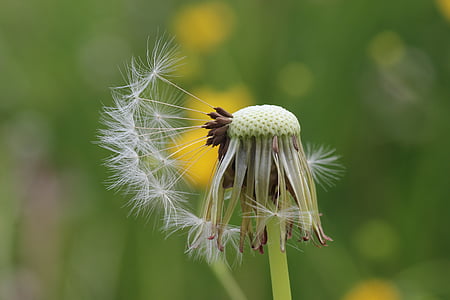 dandelion, seeds, flying seeds, meadow, early summer, faded, macro