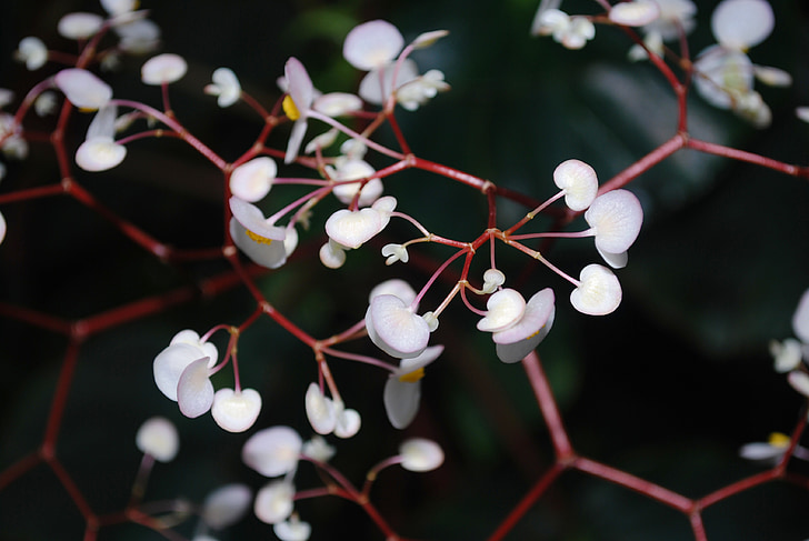 plant, flower, blossom, petal, nature, close-up, garden