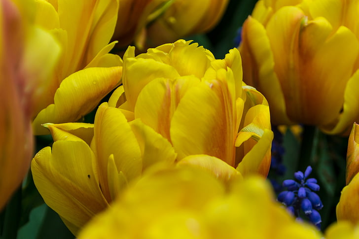Bloom, õis, Suurendus:, Flora, lilled, kroonlehed, Tulip