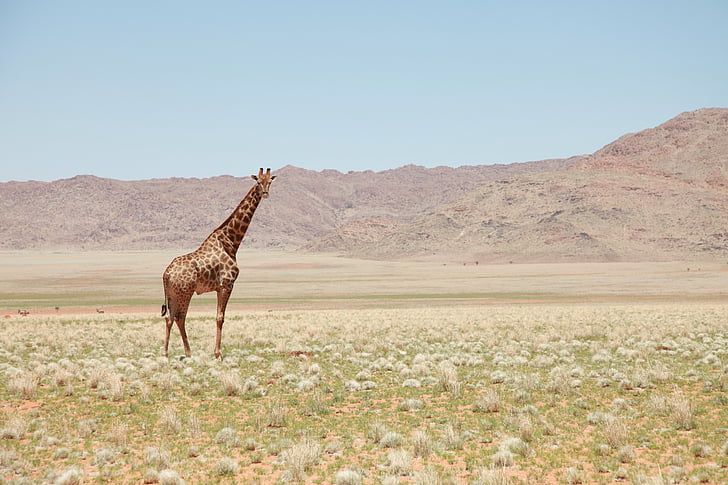 giraffe, landscape, earth, wildlife, nature, travel, savannah