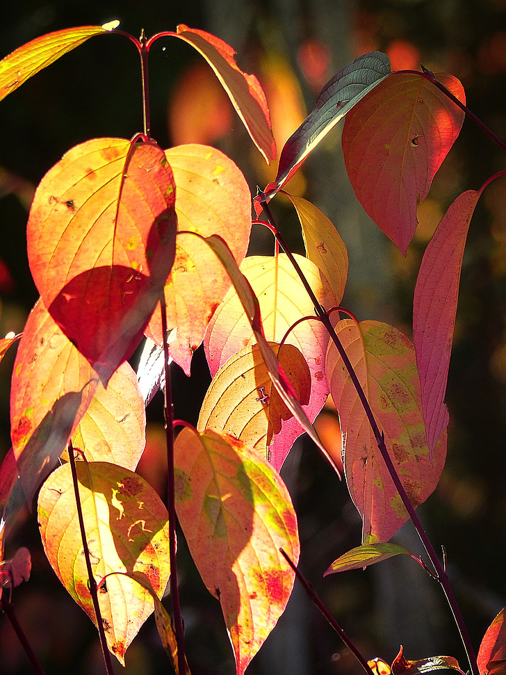 jeseni, padec, rdeča, rumena, listi, drevo, gozd