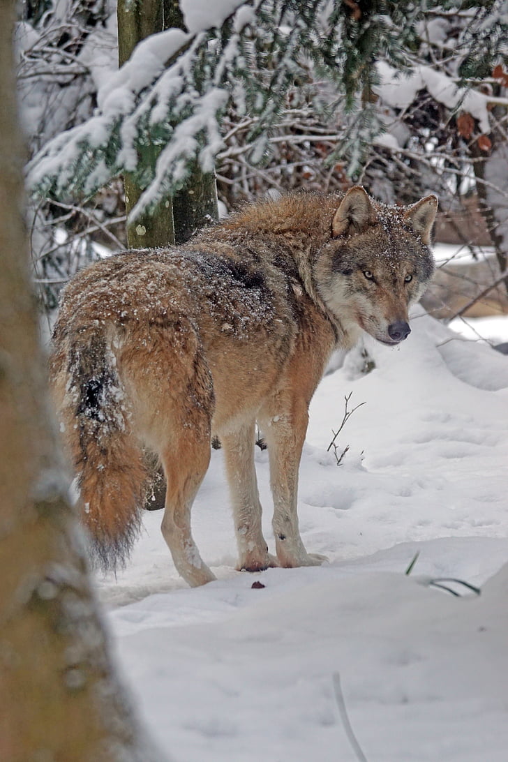 Wolf, eurasisch, Predator, Pack dier, Euraziatische wolf, Canis lupus, sneeuwonweren