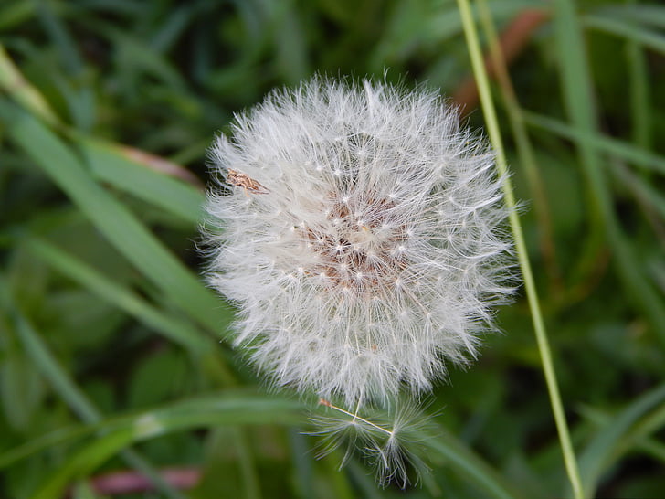 dandelion, flower, nature, plant, seed, close-up, fluffy