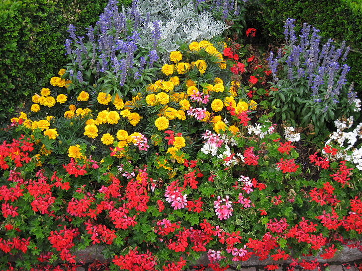 fiori, natura, Colore