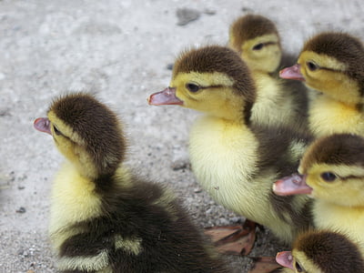 ducks, kitty, animal, nature, duck, spring, duck bird