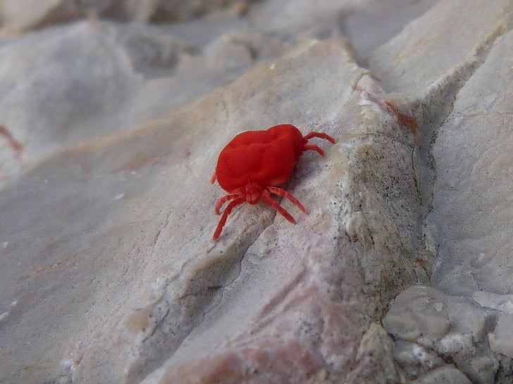 rdeči hrošč, insektov, živalski rock, rdeča, ena žival, živali teme, Puščavnik rakovice