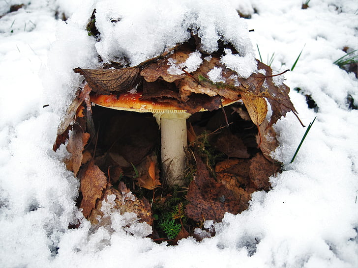 Amanita muscaria, prima neve, nascosta, foglie, neve, autunno, esplosione di inverno
