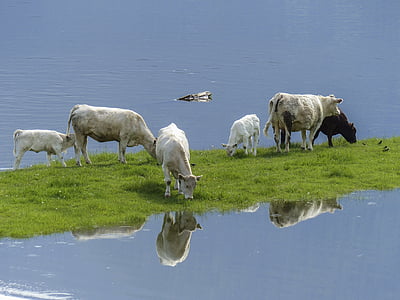 крави, теле, хранене, бозайници, голям, природата, едър рогат добитък