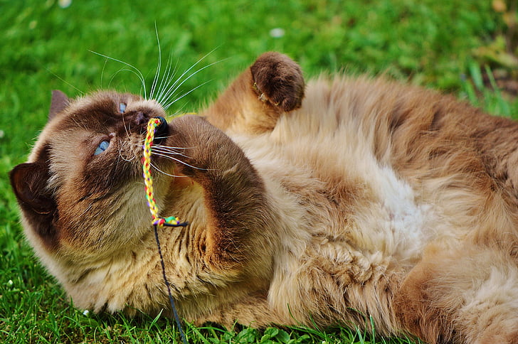 British shorthair, kaķis, spēlēt, mieze, tīrasiņu, dārgais, spalva