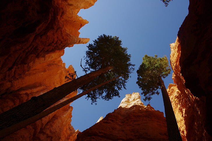 Bryce, Kanyon, ağaç, kaya, oluşumu, gökyüzü, bakış açısı