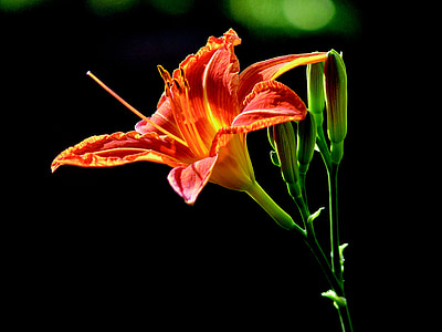 lily, orange, nature, out, green, beautiful, blossom