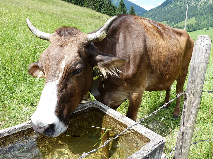 krava, krava teľa, Allgäu, Bad hindelang, hovädzí dobytok, zviera, farma