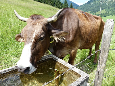 vaca, vaca-ternero, Allgäu, Bad hindelang, ganado, animal, granja