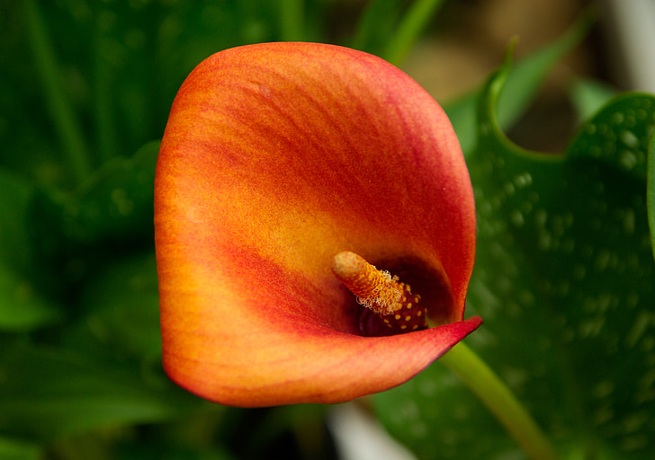Calla, květ, Árón (rostlina), pestík, oranžová
