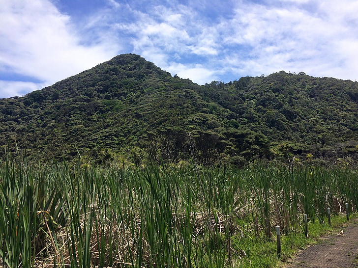 new zealand, park, vegetation