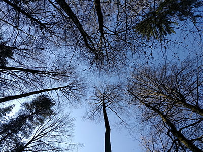 Les, stromy, obloha, pobočky, nahoru