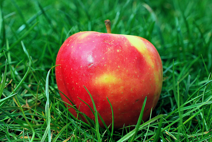 ābolu, dārza, zāle, augļi, daba, pārtika, kernobstgewaechs