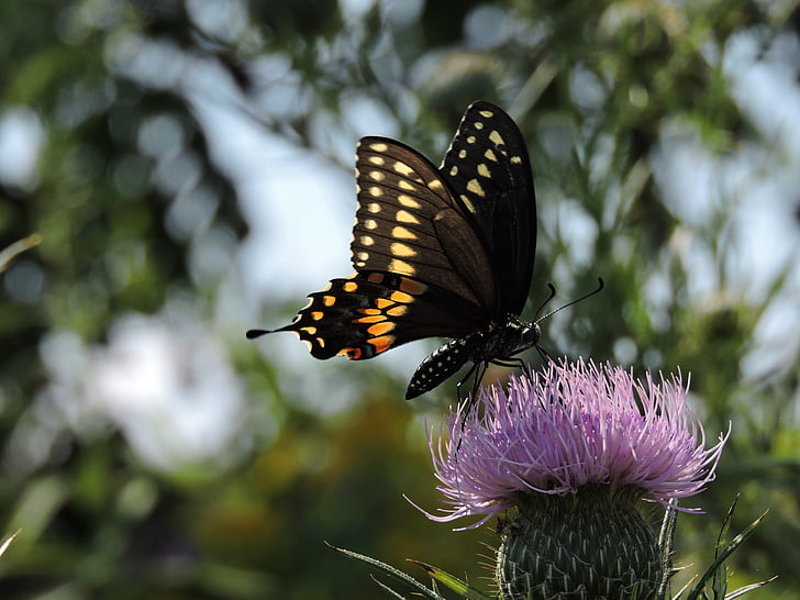 farfalla, swallowtail della tigre, Thistle, fauna selvatica, Wildflower, estate, Prairie
