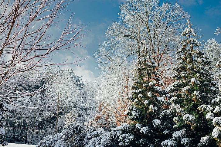 winter, landscape, scenic, forest, trees, woods, nature