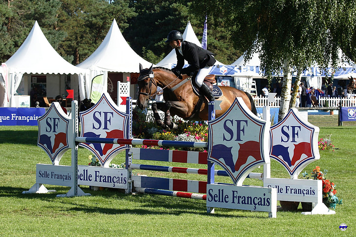horse, horses, sport, competition