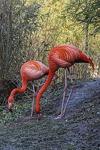 flamingo, zoo, water, water bird, pink flamingo, animal, pink