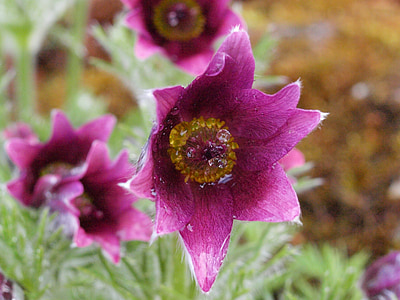 pasqueflower, Blossom, nở hoa, màu tím, mùa xuân, sương, Thiên nhiên